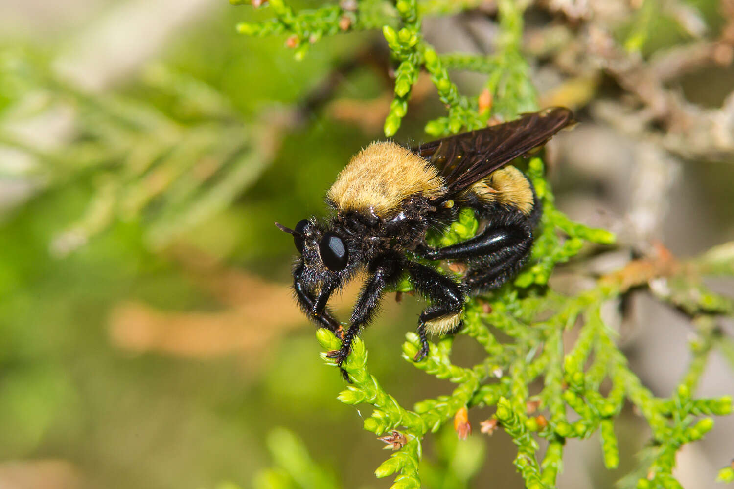 Image of Laphria macquarti (Banks 1917)