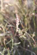 Image of Dalea pringlei var. pringlei