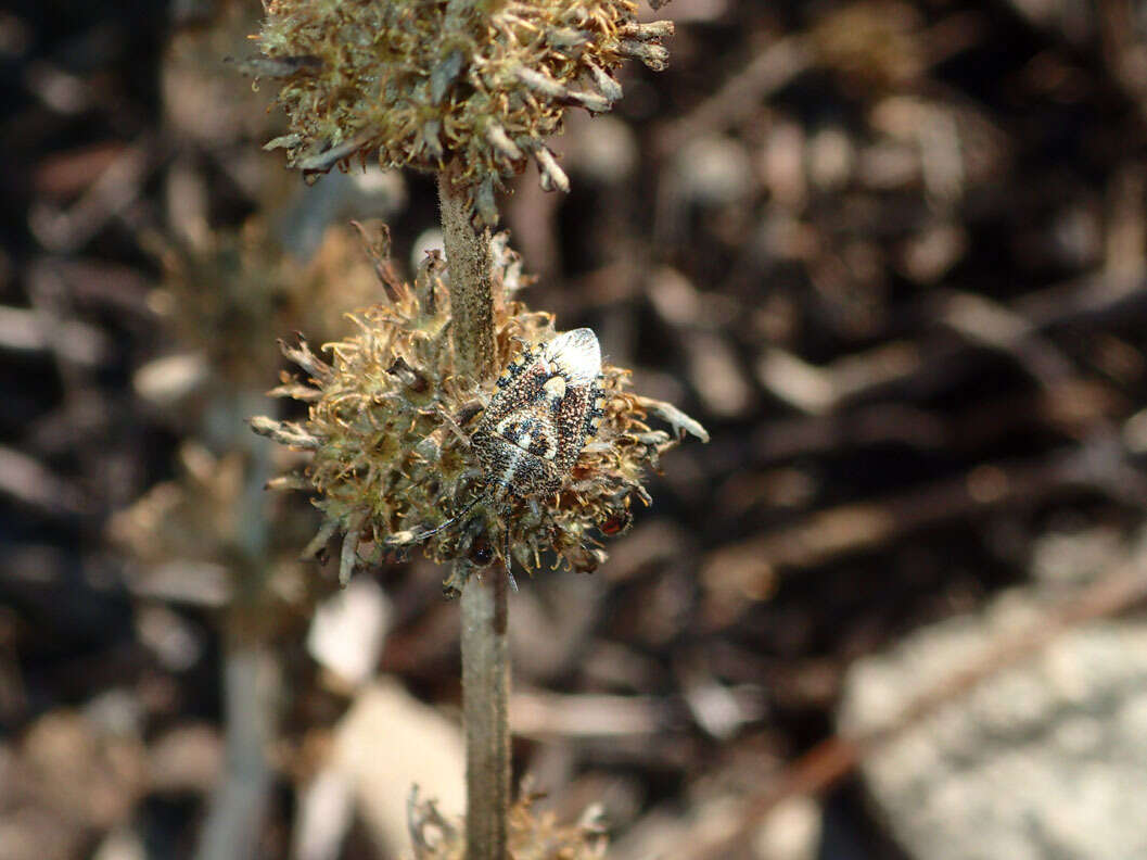 Image of African cluster bug