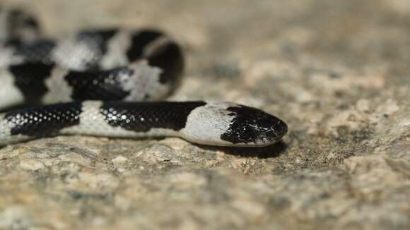 Image of Mountain Wolf Snake