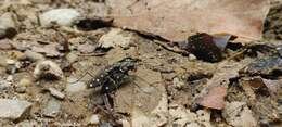 Image of Cicindela (Cosmodela) intermedia Chaudoir 1852