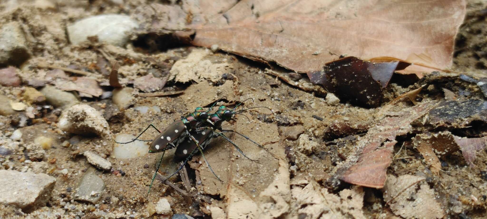 Image de Cicindela (Cosmodela) intermedia Chaudoir 1852