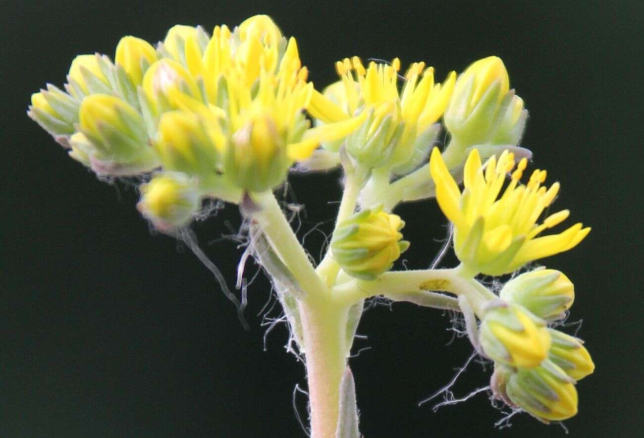 Image de Petrosedum orientale