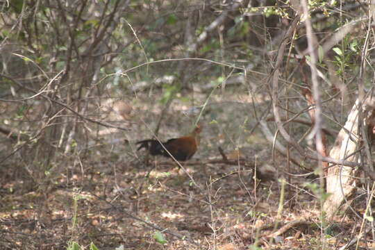 Image of Ceylon Junglefowl