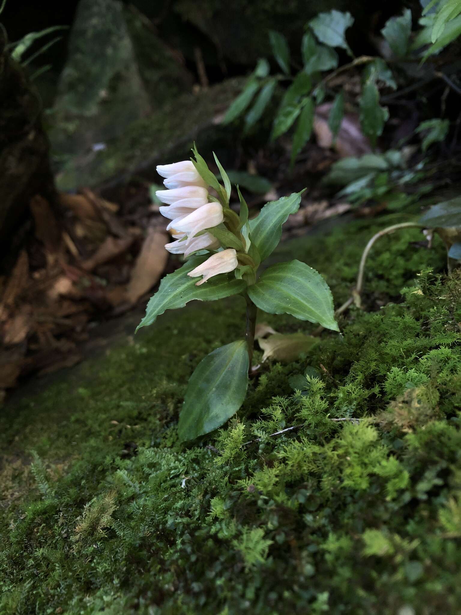 Image of Goodyera henryi Rolfe