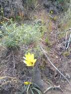 Imagem de Zephyranthes gilliesiana