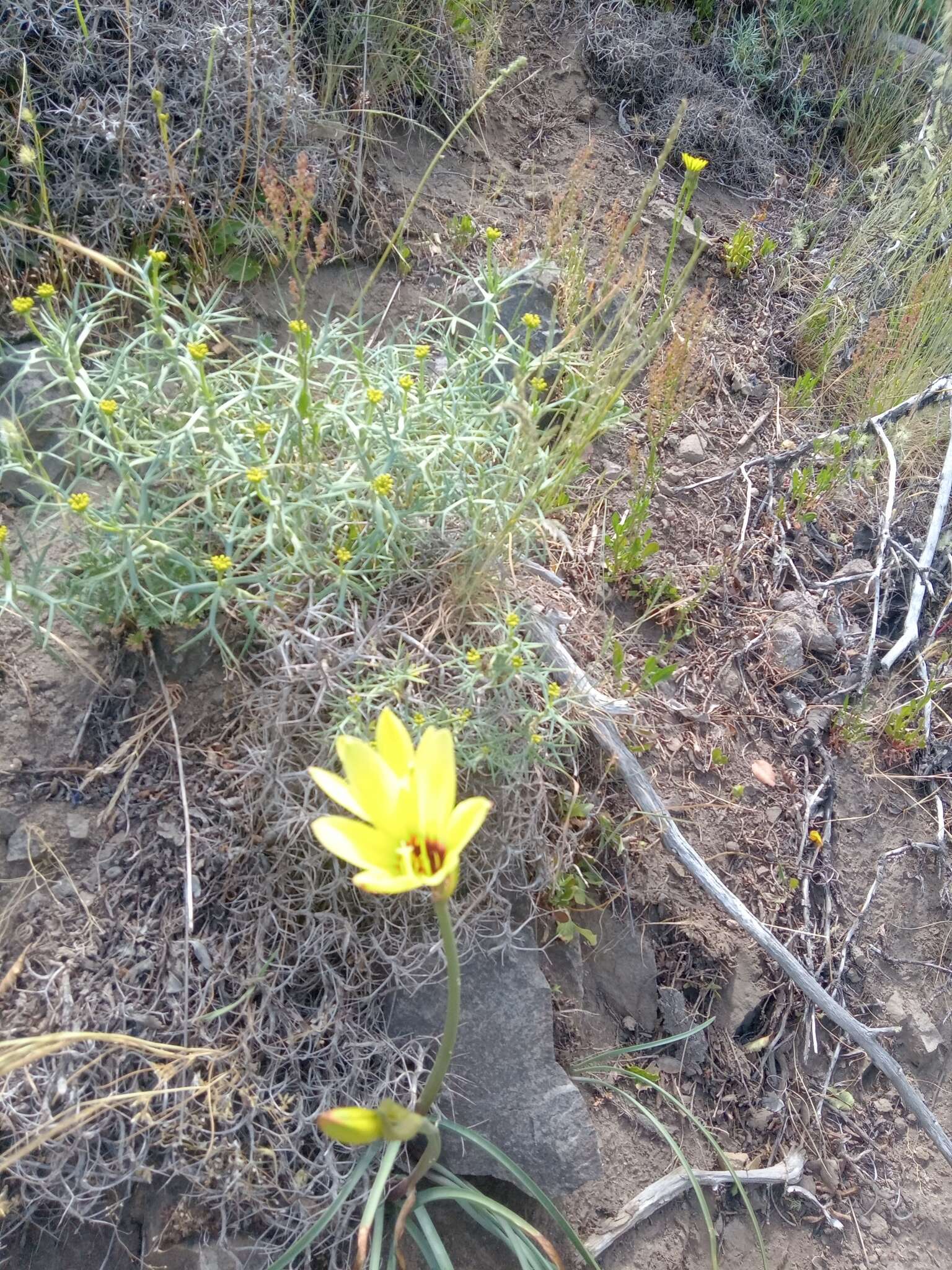 Imagem de Zephyranthes gilliesiana