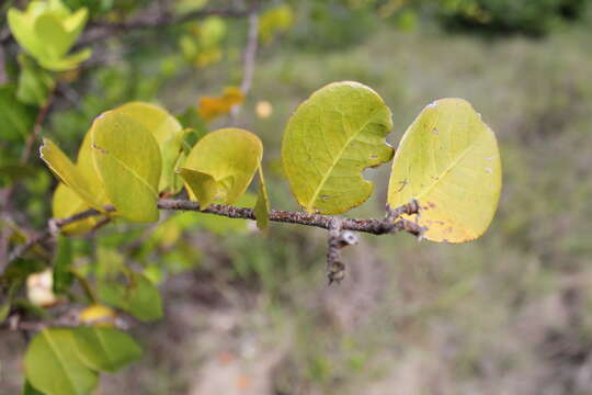 صورة Chrysobalanus