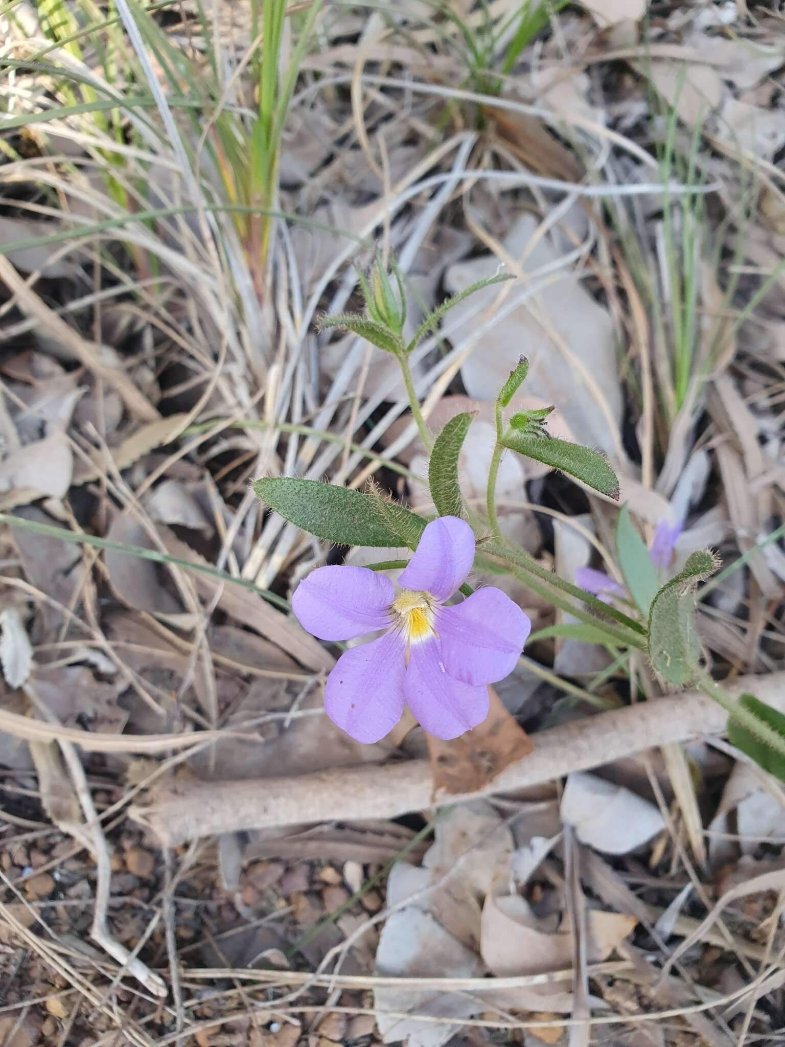 Слика од Scaevola calliptera Benth.