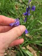 Image of Common Bluebell