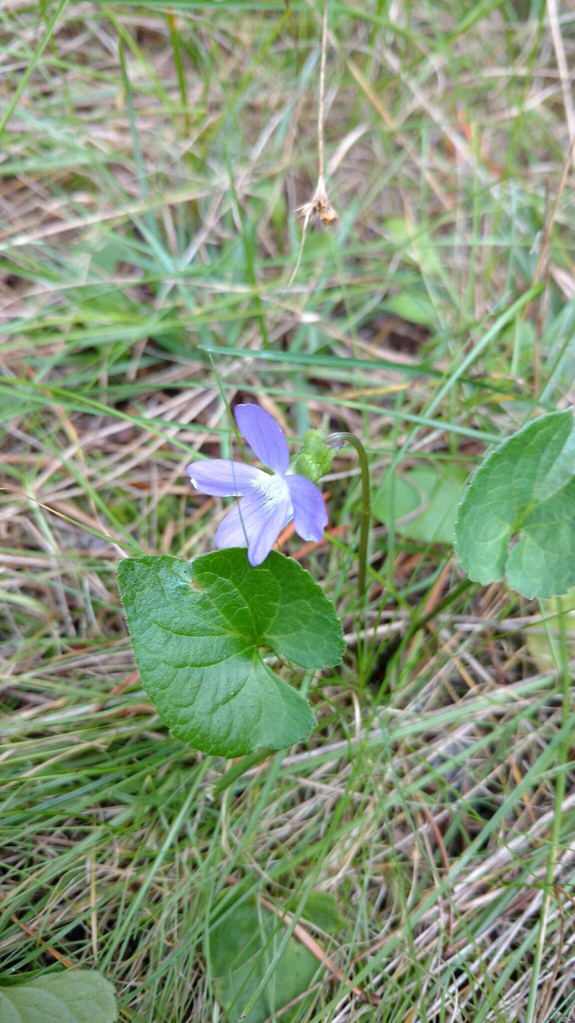Image of New England Blue Violet