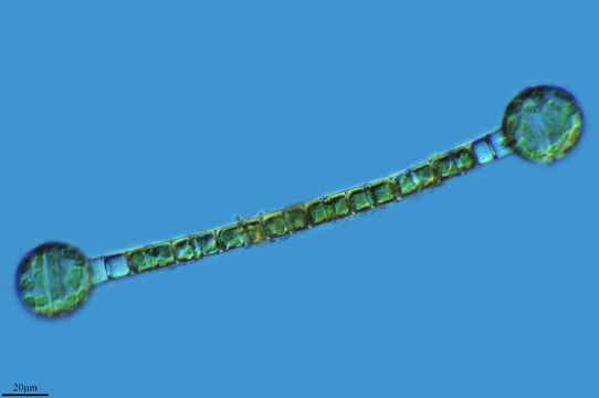 Image of <i>Aulacoseira granulata</i>