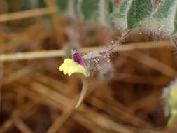 Image of Kickxia elatine subsp. crinita (Mabille) Greuter