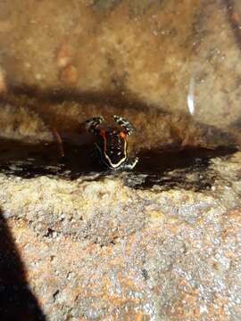 Image of Lutz's Poison Frog