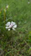 Image of grassleaf Barbara's buttons