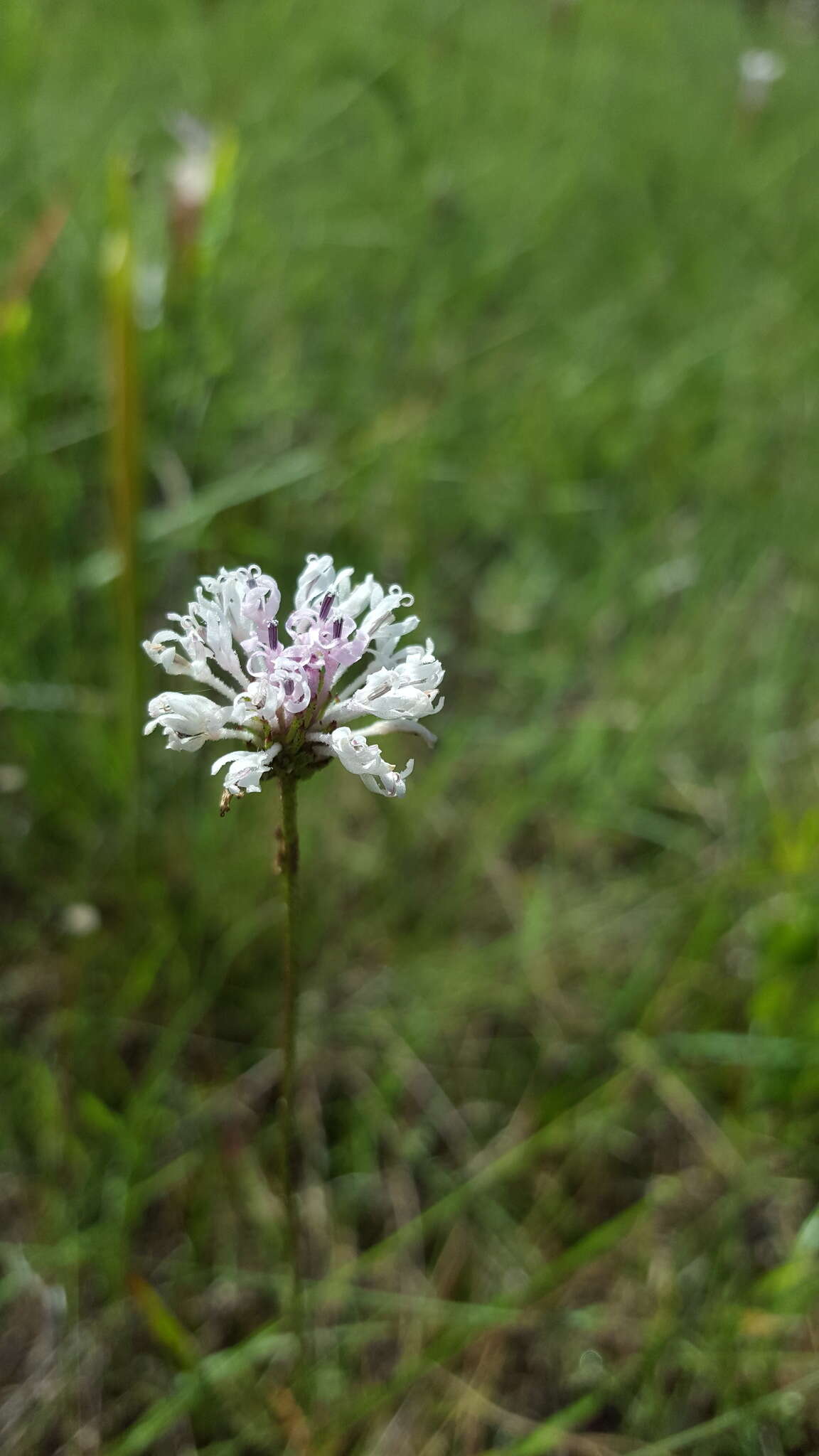 Image of grassleaf Barbara's buttons