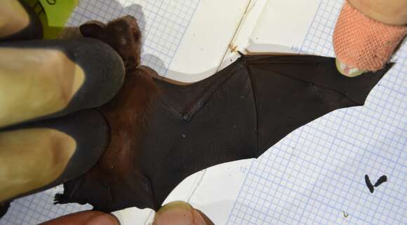 Image of greater bamboo bat