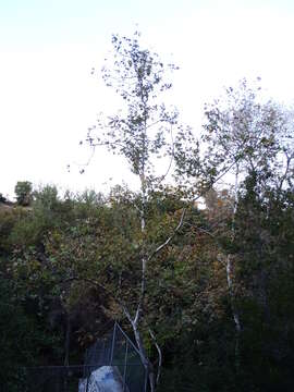 Imagem de Platanus racemosa Nutt. ex Audubon