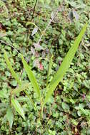 Слика од Tigridia pavonia (L. fil.) Redouté