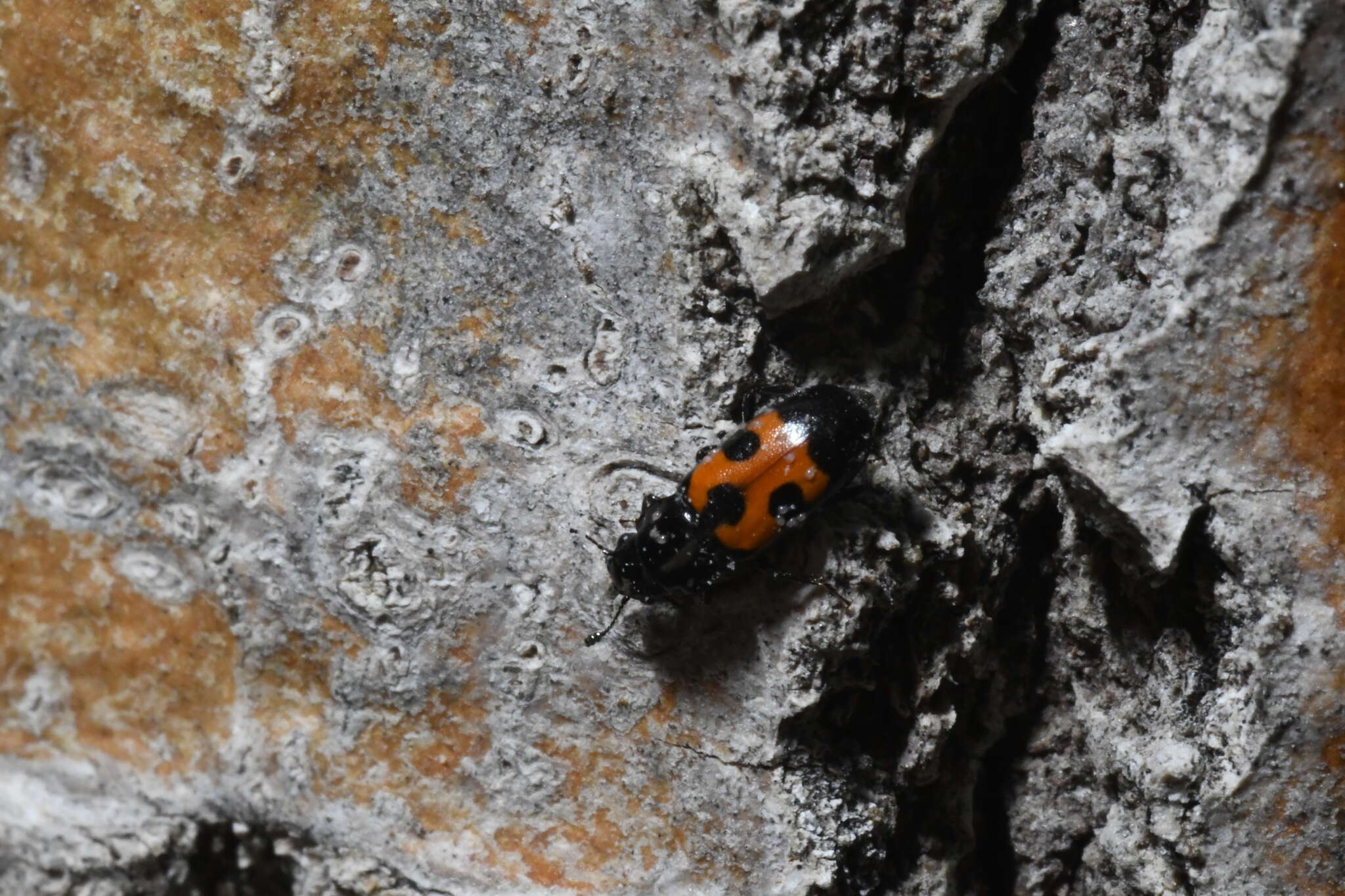 Image of Glischrochilus moratus Brown 1932