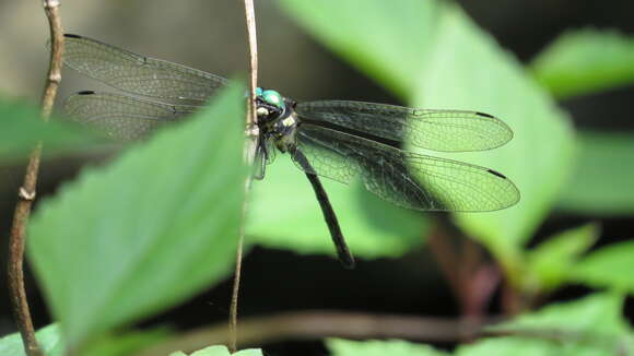 Image of Eusynthemis nigra (Tillyard 1906)