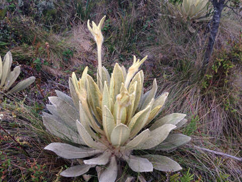 Image of Espeletia barclayana Cuatrec.