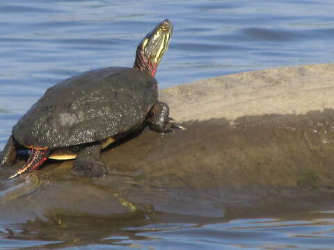 Image of Eastern Painted Turtle