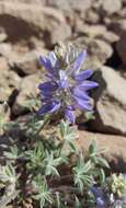 Image of Lupinus sellulus var. lobbii (S. Watson) B. J. Cox