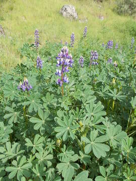 Image of hollowleaf annual lupine