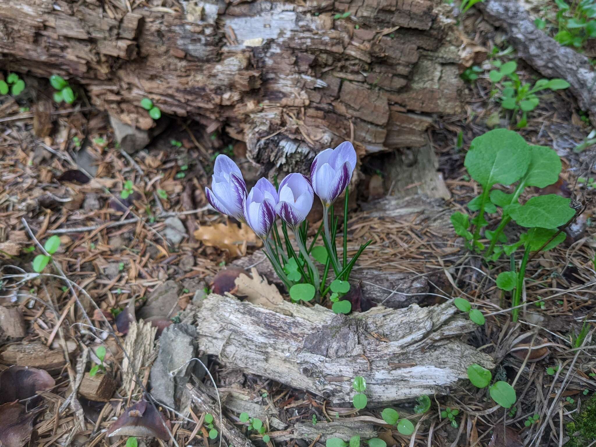 Image of smooth crocus