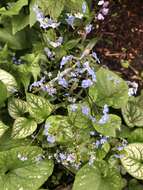 Brunnera resmi