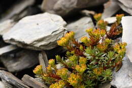 Image of Sedum morrisonense Hayata