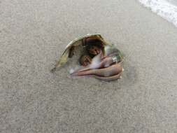 Image of Thinstripe Hermit Crab