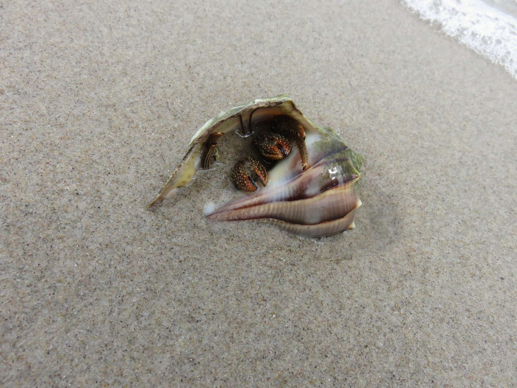 Image of Thinstripe Hermit Crab