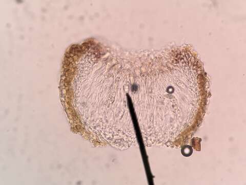 Image of Scytinium subtile