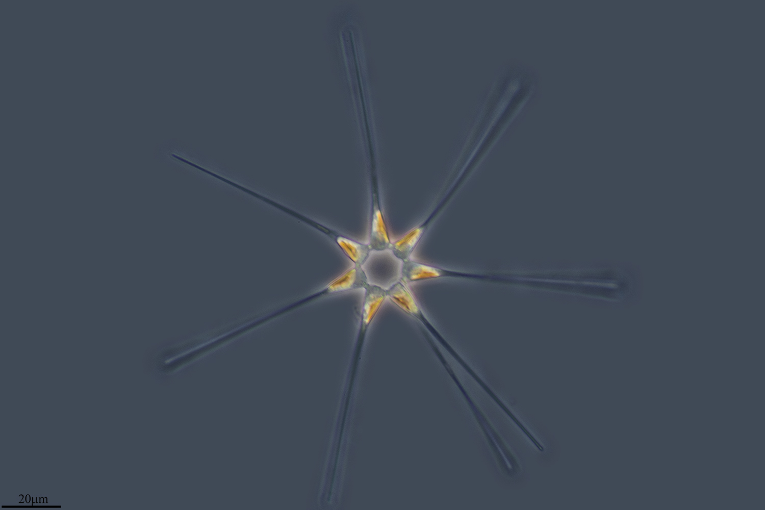 Asterionellopsis glacialis - Encyclopedia of Life