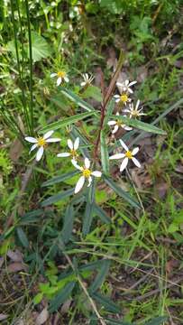 Olearia erubescens (Spreng.) Dippel resmi