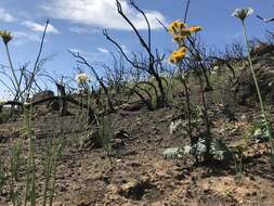 Image of Gander's ragwort