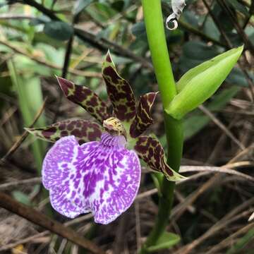 Image de Zygopetalum maculatum (Kunth) Garay