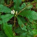 Image de Saurauia molinae D. D. Soejarto