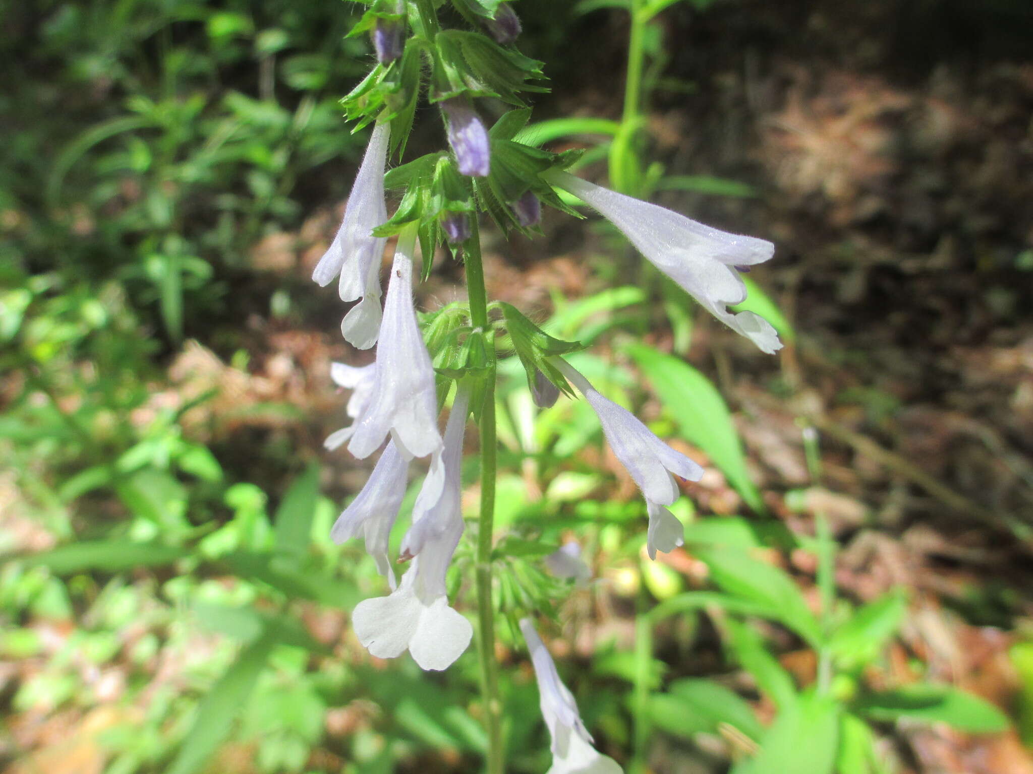 Image of lyreleaf sage