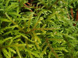 Image of hylocomiastrum moss