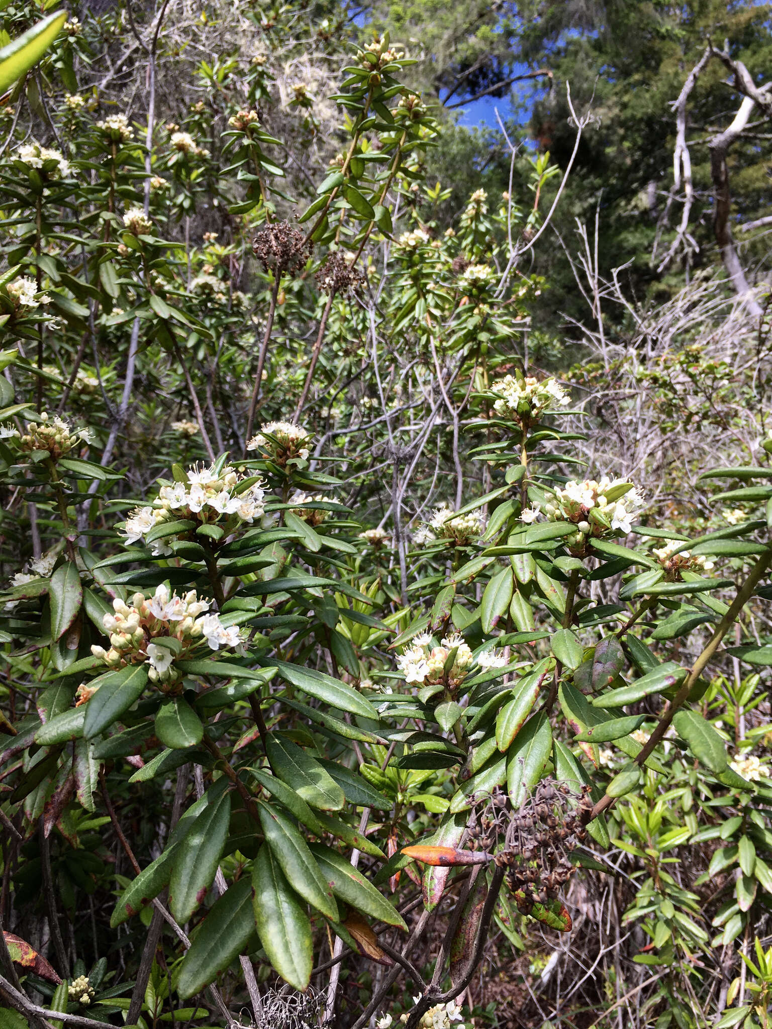 Image de Rhododendron columbianum (Piper) Harmaja