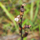 Image of Gastrodia minor Petrie