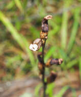 Image of Gastrodia minor Petrie