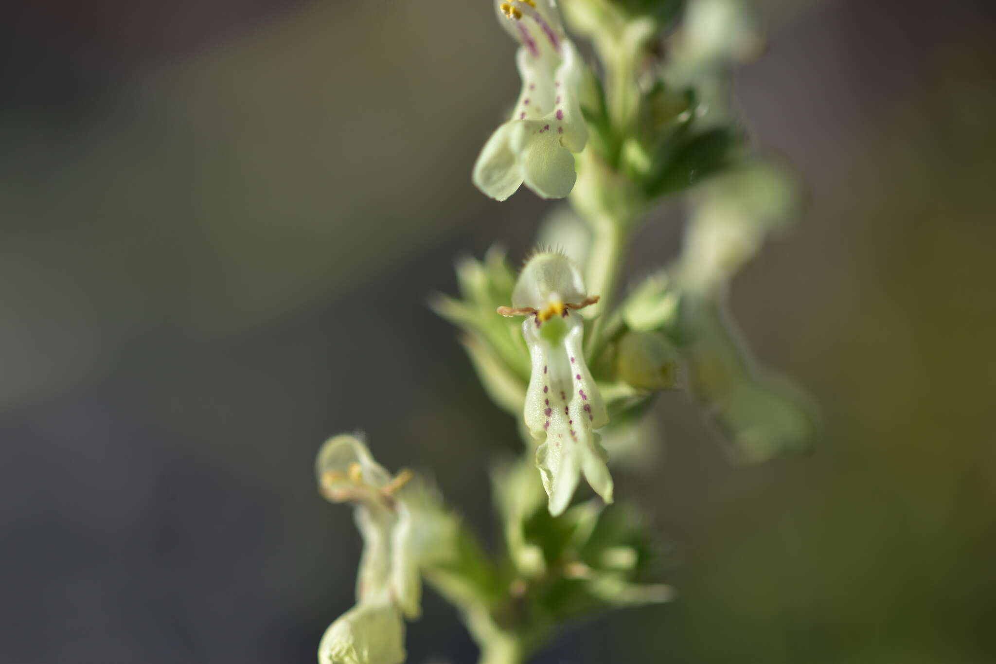 Image of Stachys recta subsp. subcrenata (Vis.) Briq.