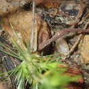 Stylidium flagellum A. Lowrie, A. H. Burbidge & K. F. Kenneally resmi