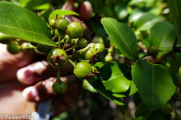 Image of Psorospermum fanerana Baker