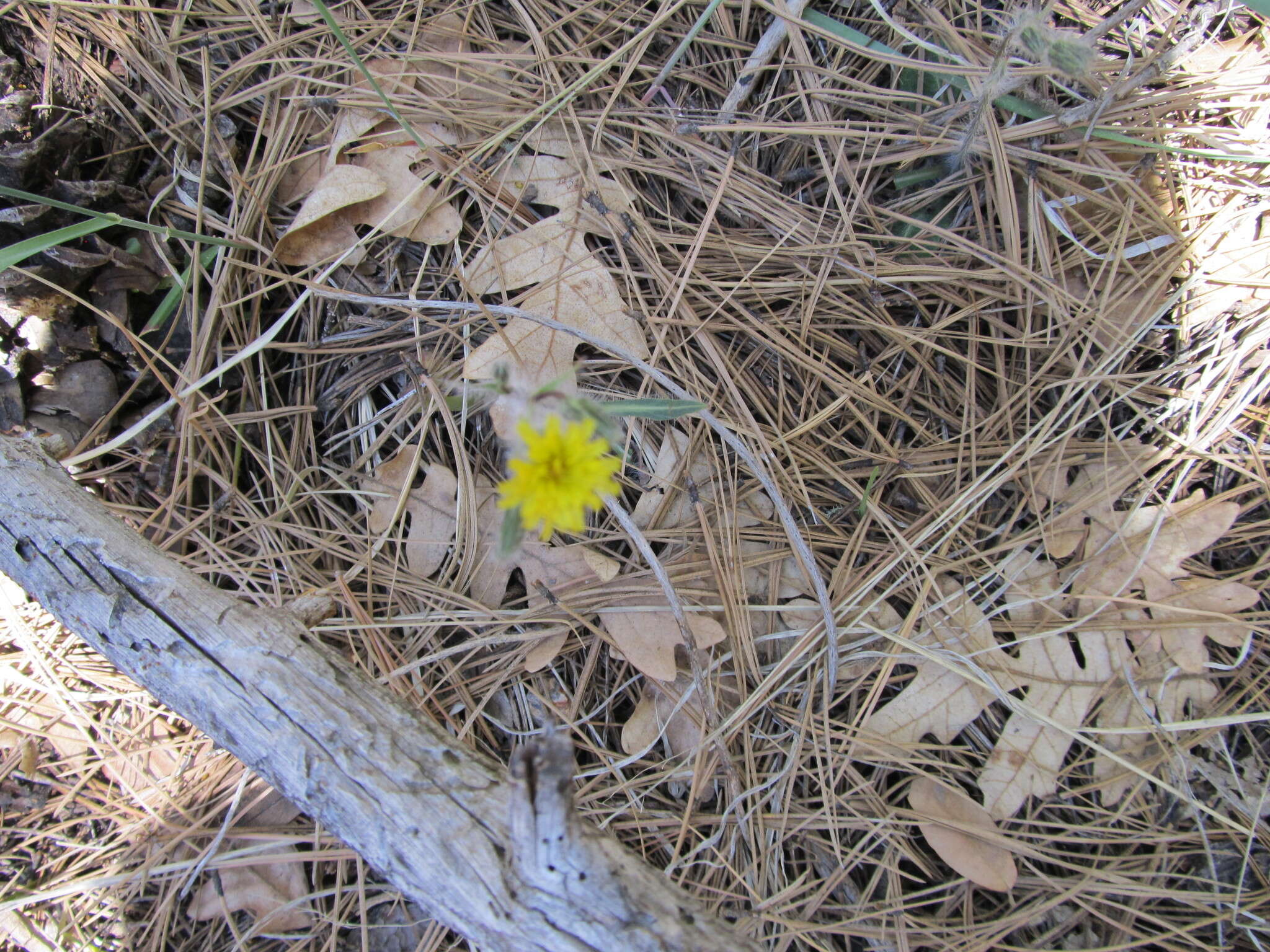 Image of yellow hawkweed