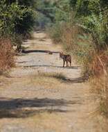 Image of Indian jackal